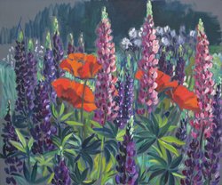 Mohn und Lupinien