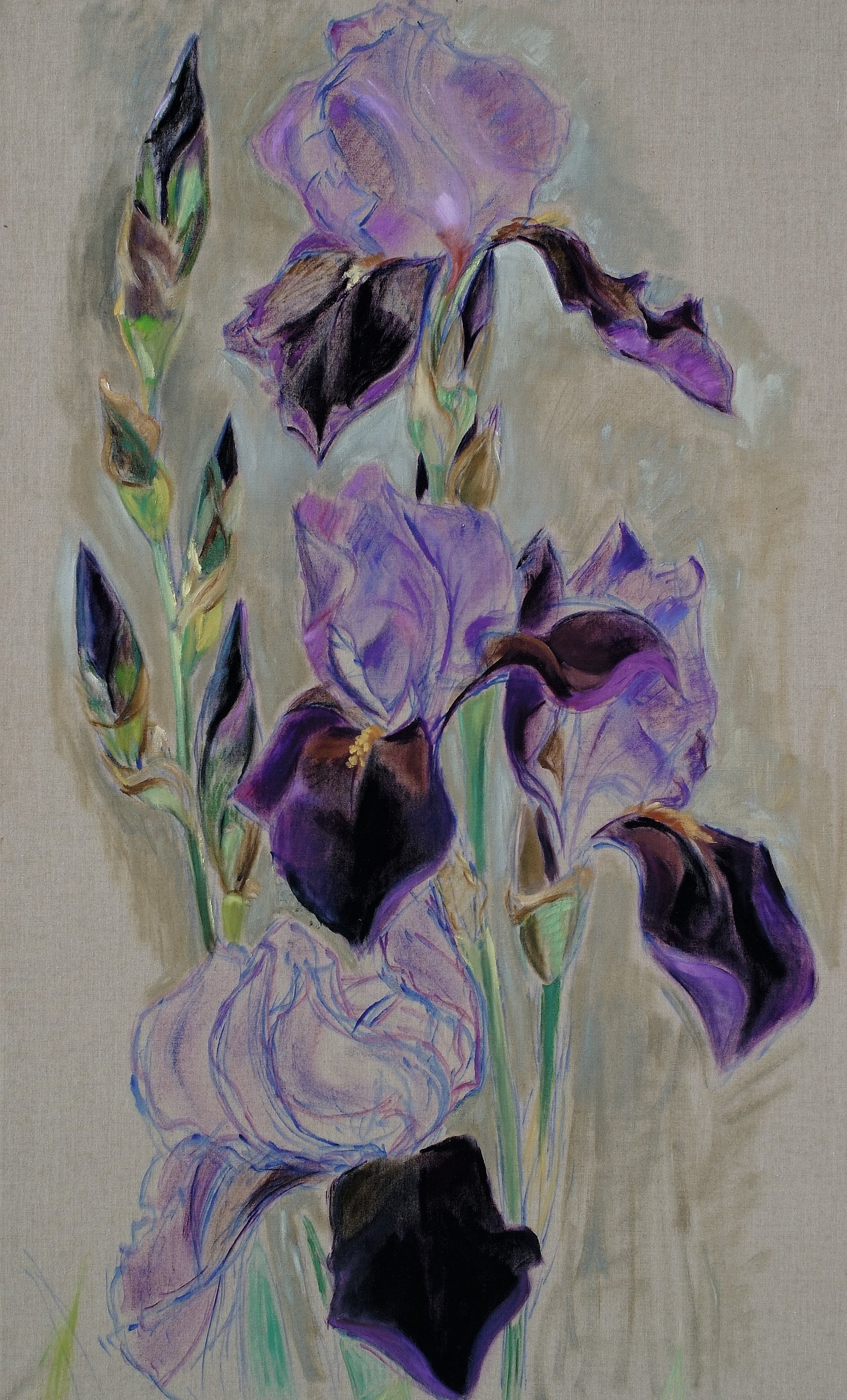 Iris