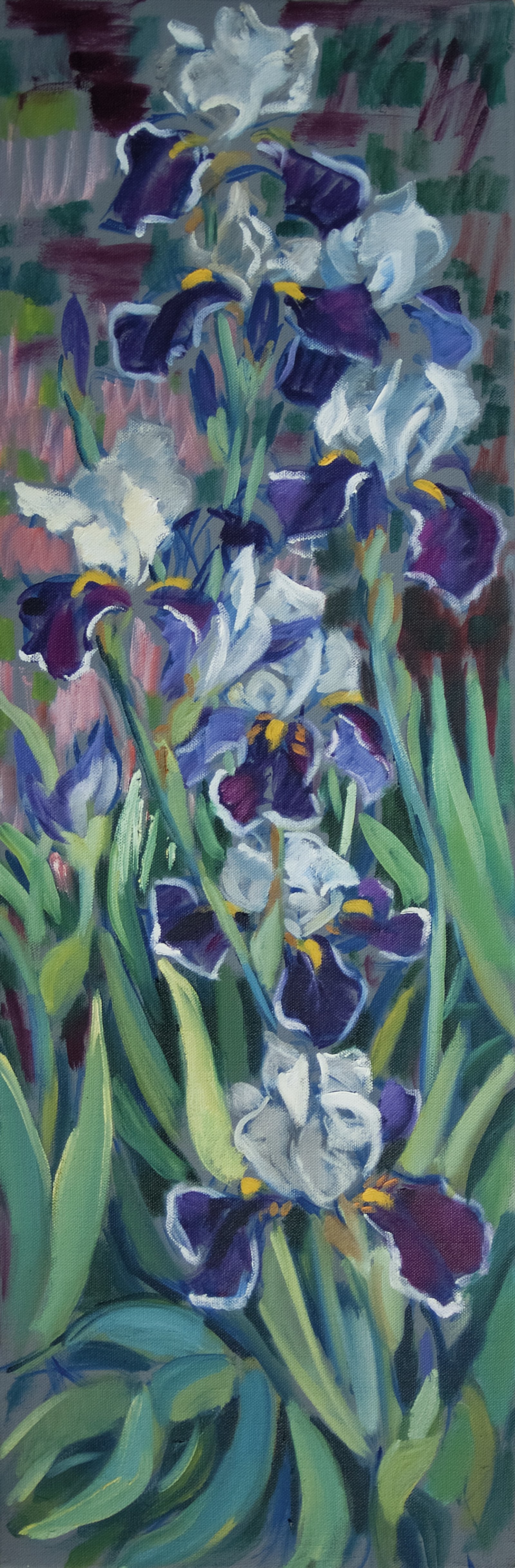 Iris 3