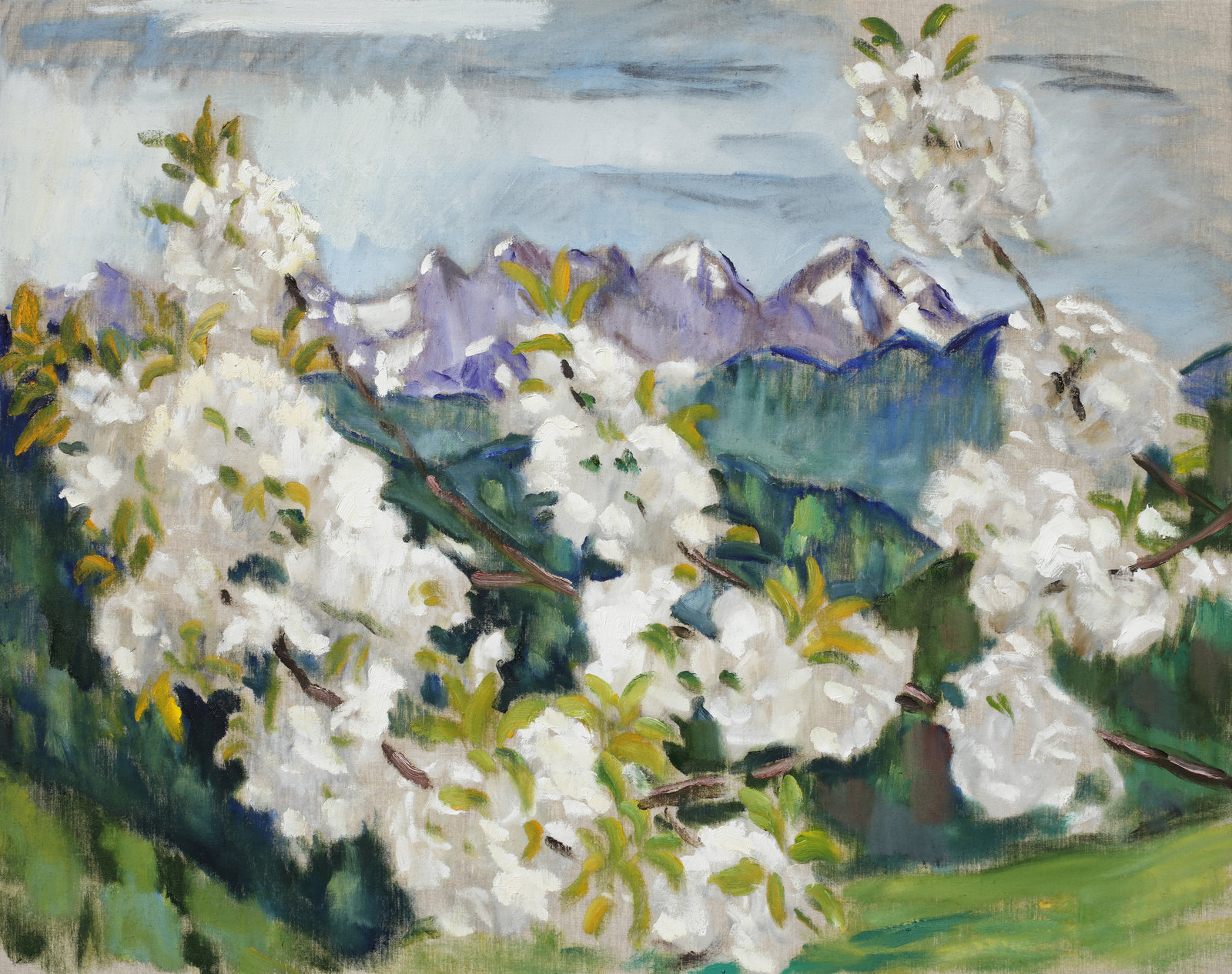 Kirschblüte