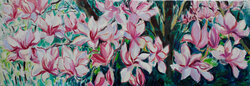 Magnolie