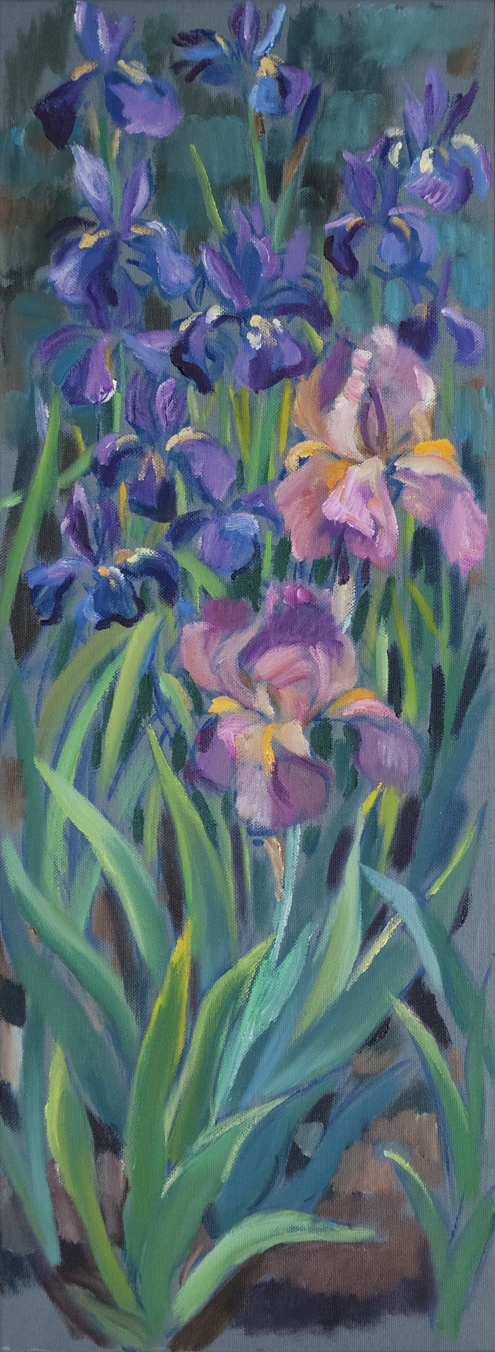 Iris