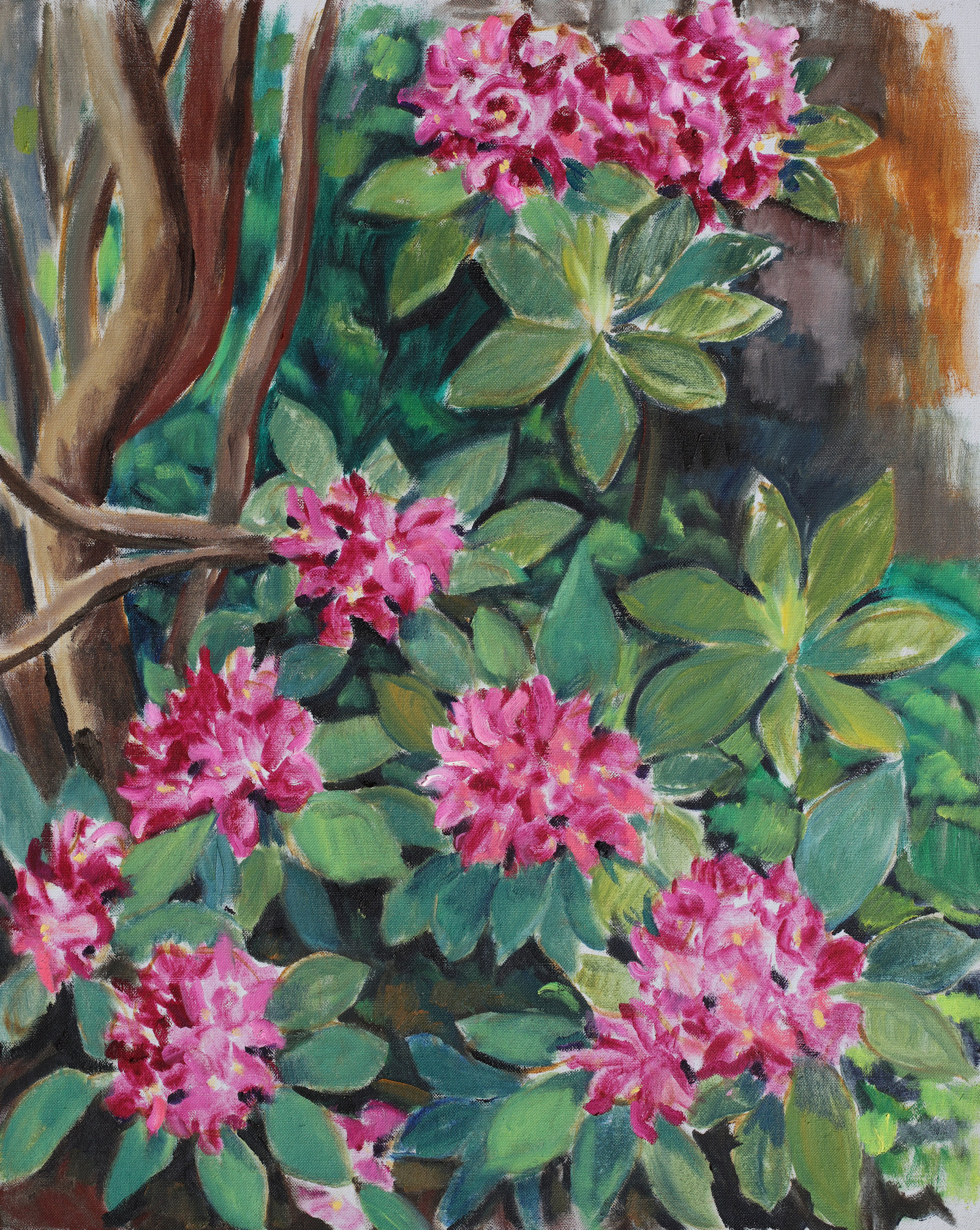 Rhododendron