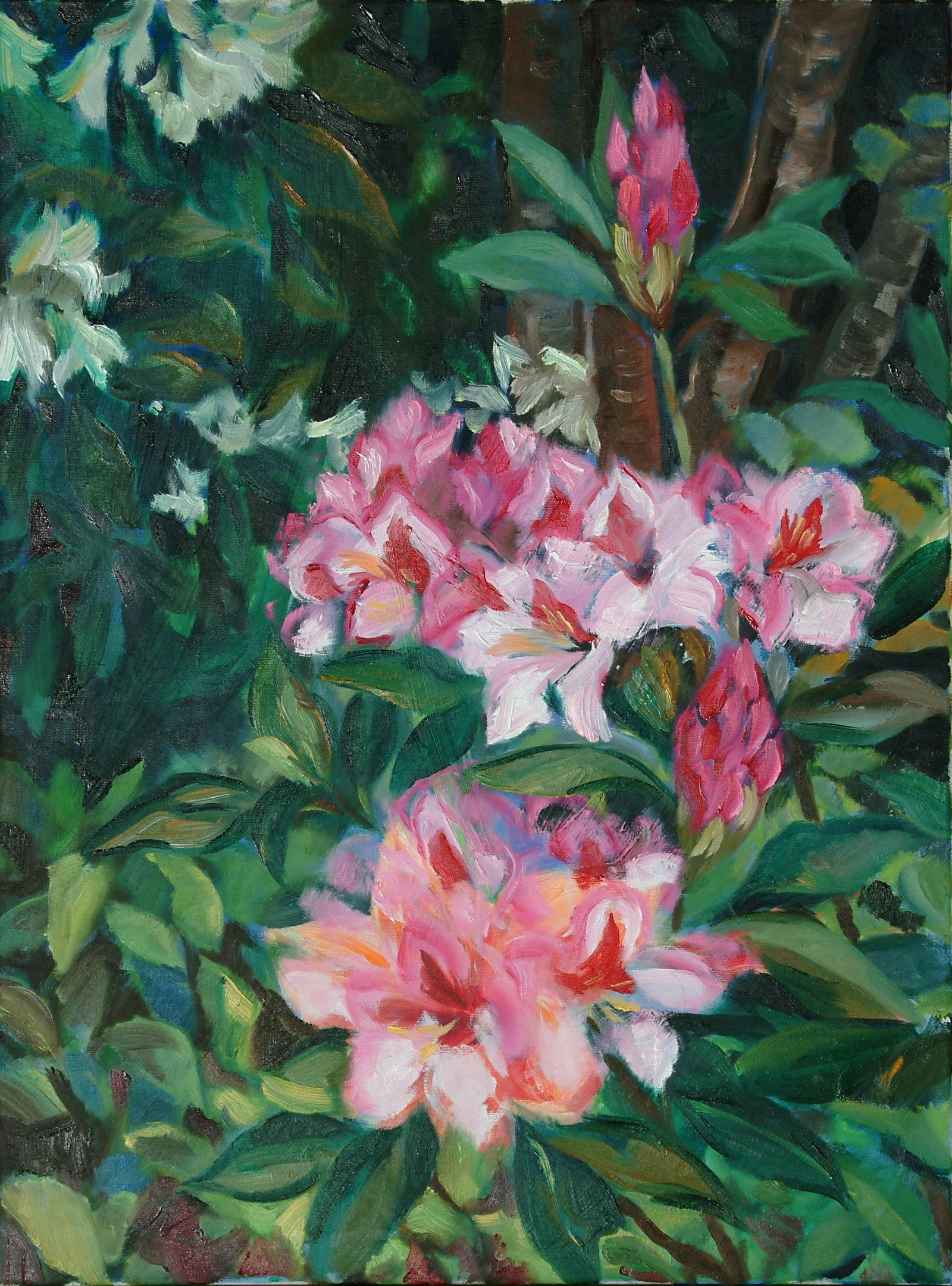 Rhododendron