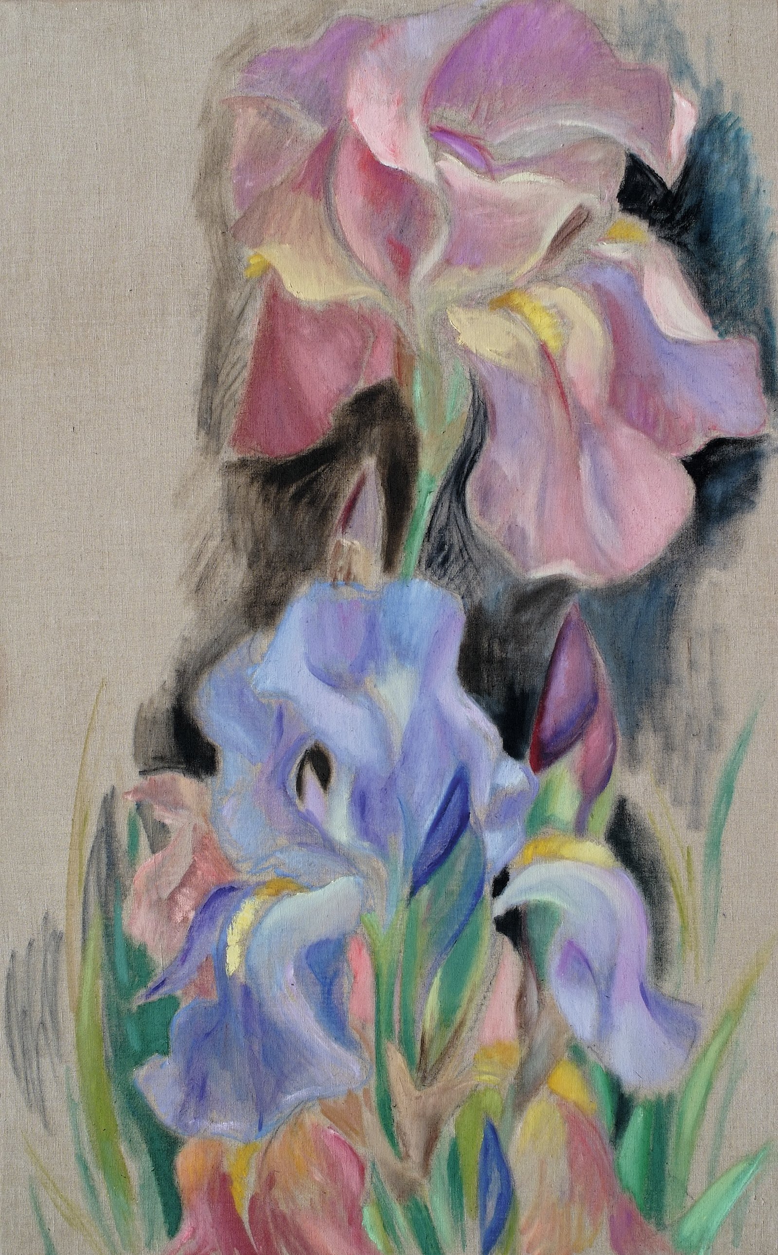 Iris