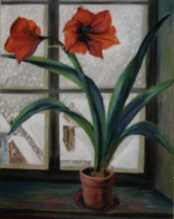 Amaryllis