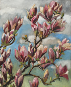Magnolie