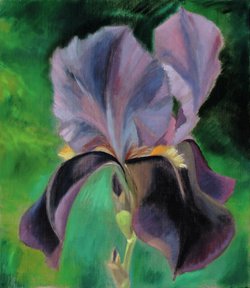 Iris